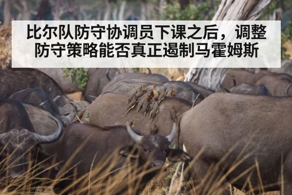 比尔队防守协调员下课之后，调整防守策略能否真正遏制马霍姆斯